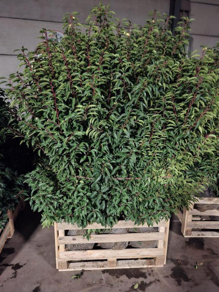 Prunus lusitanica angustifolia!, Tuin en Terras, Planten | Struiken en Hagen, Taxus, Ophalen