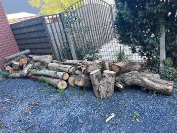 Brandhout, half droog beschikbaar voor biedingen
