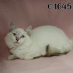 Zachte Ragdoll kittens, katertjes en kattinnetjes, Dieren en Toebehoren, Meerdere dieren, Gechipt, 0 tot 2 jaar