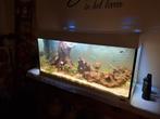 Mooi aquarium 1m, Dieren en Toebehoren, Ophalen, Zo goed als nieuw, Gevuld zoetwateraquarium