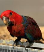 (NL) Tamme handgevoerde Baby Edelpapegaai 15 weken, Dieren en Toebehoren, Vogels | Parkieten en Papegaaien, Vrouwelijk, Papegaai