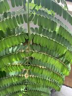 Delonix Regia, Huis en Inrichting, Kamerplanten, Ophalen of Verzenden, Overige soorten, In pot, 200 cm of meer