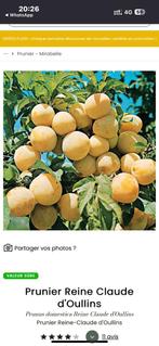Gele pruimelaar - Prunus Reine Claude d'Oullins hoogstam, Tuin en Terras, Ophalen