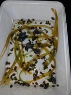 Aquarium slakken, Dieren en Toebehoren, Vissen | Aquariumvissen, Slak of Weekdier, Zoetwatervis
