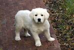 teefje golden retriever particulier, Golden retriever, België, Particulier, 8 tot 15 weken