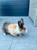 Dwergkonijn vrouwtje, Dieren en Toebehoren, Konijnen