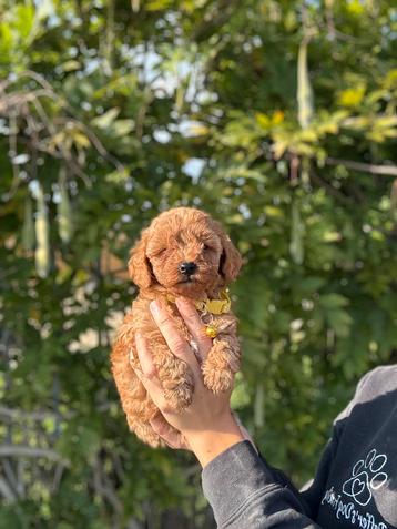 Prachtige maltipoo pups beschikbaar voor biedingen