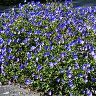 Geranium "Rozanne" beschikbaar voor biedingen