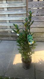 Laurus nobilis / (Keuken)laurier 60/80 cm, Ophalen, Laurier, Struik