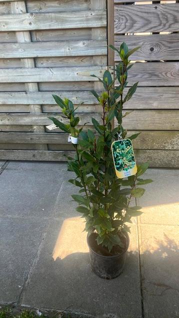 Laurus nobilis / (Keuken)laurier 60/80 cm beschikbaar voor biedingen