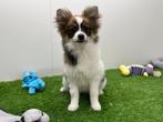 Kruising Vlinderhondje pups, België, 8 tot 15 weken, CDV (hondenziekte), Meerdere