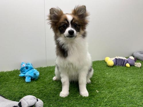 Kruising Vlinderhondje pup, Dieren en Toebehoren, Honden | Niet-rashonden, Klein, Reu, Fokker | Professioneel, Eén hond, België