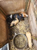 Jonge cavia's, Dieren en Toebehoren, Knaagdieren, Juli, Meerdere dieren, Cavia