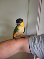 Zwartkop caique supertam 2025 man met  dna, Dieren en Toebehoren, Vogels | Parkieten en Papegaaien