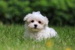 Mini Maltezer puppy's, geboren 12 maart, eigen kweek, CDV (hondenziekte), Meerdere, Maltezer, 8 tot 15 weken