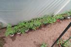 Tomatenplanten, 7 soorten ,kerstomaat+ dikke, Jardin & Terrasse, Plantes | Jardin, Annuelle, Plein soleil, Enlèvement, Plantes fruitières