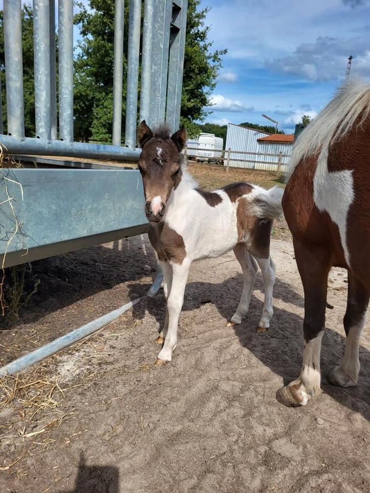 Mini merrie veulen, Dieren en Toebehoren, Pony's, Merrie, 0 tot 2 jaar, Met stamboom, Gechipt, Ontwormd, Ingeënt