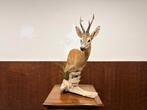 Taxidermie Opgezette Reebok op Hout, Antiek en Kunst, Ophalen of Verzenden
