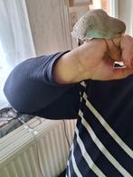 perruches apprivoisées, Mâle, Perruche, Domestique