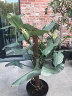 Kamerplant, Tuin en Terras, Planten | Tuinplanten, Ophalen