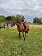 Kweekmerrie te koop ,vader LUX Z 18j., Dieren en Toebehoren, Paarden, Merrie, Springpaard, Zadelmak, Gechipt