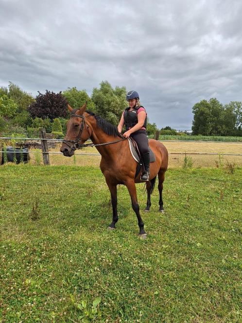 Kweekmerrie te koop ,vader LUX Z 18j., Dieren en Toebehoren, Paarden, Merrie, Zadelmak, 165 tot 170 cm, 11 jaar of ouder, Springpaard