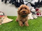 Maltipoo pup, België, Reu, 8 tot 15 weken, CDV (hondenziekte)