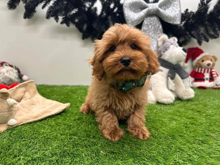 Maltipoo pup, Dieren en Toebehoren, Honden | Niet-rashonden, Reu, Fokker | Professioneel, Eén hond, België, 8 tot 15 weken, CDV (hondenziekte)
