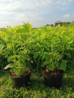 Hydrangea arborescens 'Annabelle', Tuin en Terras, Planten | Tuinplanten, Zomer, Ophalen