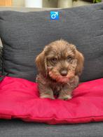 mooie ruwhaar teckel pups, Dieren en Toebehoren, België, CDV (hondenziekte), 8 tot 15 weken, Dwerg
