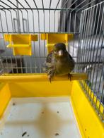 Fire fancy pop 2025 (3), Dieren en Toebehoren, Vogels | Kanaries, Vrouwelijk, Postuurkanarie