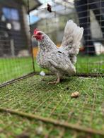 Serama kippen, Dieren en Toebehoren, Meerdere dieren, Kip