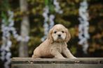 Amerikaanse Cocker Spaniel pups