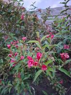 Weigela Florida, Tuin en Terras, Planten | Struiken en Hagen, Ophalen, Overige soorten, Struik, 100 tot 250 cm