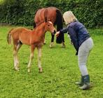 Franches Montagnes / freiberger hengstenveulen 2024, Tuigpaard, Hengst, 0 tot 2 jaar, Gechipt