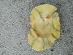 Gele alabaster asbak uit Italië. (+/- 14 cm/9cm)., Ophalen of Verzenden