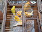 Kanaries, Animaux & Accessoires, Oiseaux | Canaris, Mâle, Canari chanteur