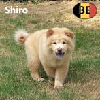Shiro, schitterende Chow Chow pup te koop, Dieren en Toebehoren, België, 15 weken tot 1 jaar, CDV (hondenziekte), Eén hond