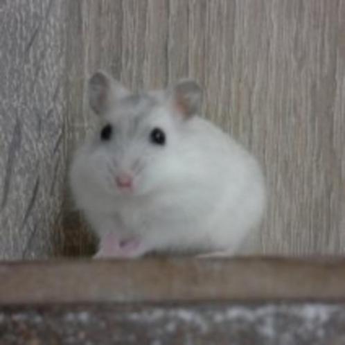 Hamster nain russe à vendre, Animaux & Accessoires, Rongeurs, Plusieurs animaux, Hamster