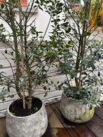 Planten met pot, Ophalen