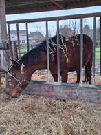 12 jarige drachtige merrie, Dieren en Toebehoren