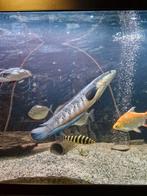 Roofvissen, Alles moet weg.