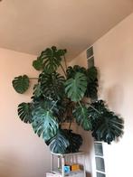 Grote monstera, Huis en Inrichting, Kamerplanten, Ophalen