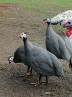 Parelhoenen, Dieren en Toebehoren