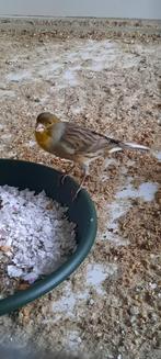 Kanarie Timbrado  x Waterslager, Dieren en Toebehoren, Mannelijk, Zangkanarie