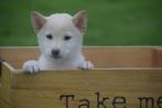Shiba inu pups verschillende kleuren💖💖💖, 15 weken tot 1 jaar, Overige rassen, Buitenland, CDV (hondenziekte)