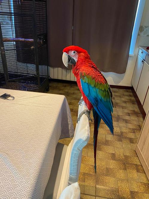 Arapaar, Dieren en Toebehoren, Vogels | Hokken en Kooien, Vogelkooi, Metaal, Ophalen