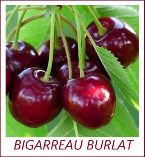 KERSENBOMEN: oa HALFSTAM, 22€ (Kordia, Regina, Bigarreau,..), Tuin en Terras, Planten | Tuinplanten, Vaste plant, Fruitplanten