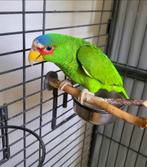 Amazone front blanc, Dieren en Toebehoren, Vogels | Parkieten en Papegaaien, Mannelijk, Papegaai, Pratend
