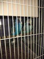 Lot de perruche anglaise, Animaux & Accessoires, Plusieurs animaux, Perruche, Bagué